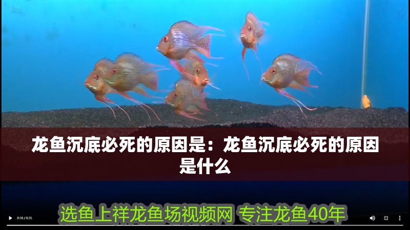 龍魚沉底必死的原因是：龍魚沉底必死的原因是什么 龍魚沉底必死的原因是：龍魚沉底必死的原因是什么 水族問答