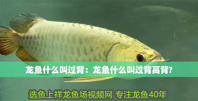 龍魚什么叫過背：龍魚什么叫過背高背?