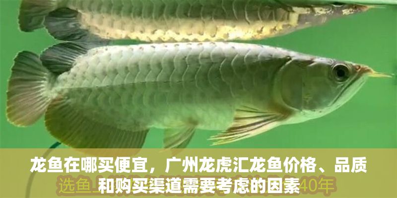 龍魚在哪買便宜，廣州龍虎匯龍魚價格、品質和購買渠道需要考慮的因素