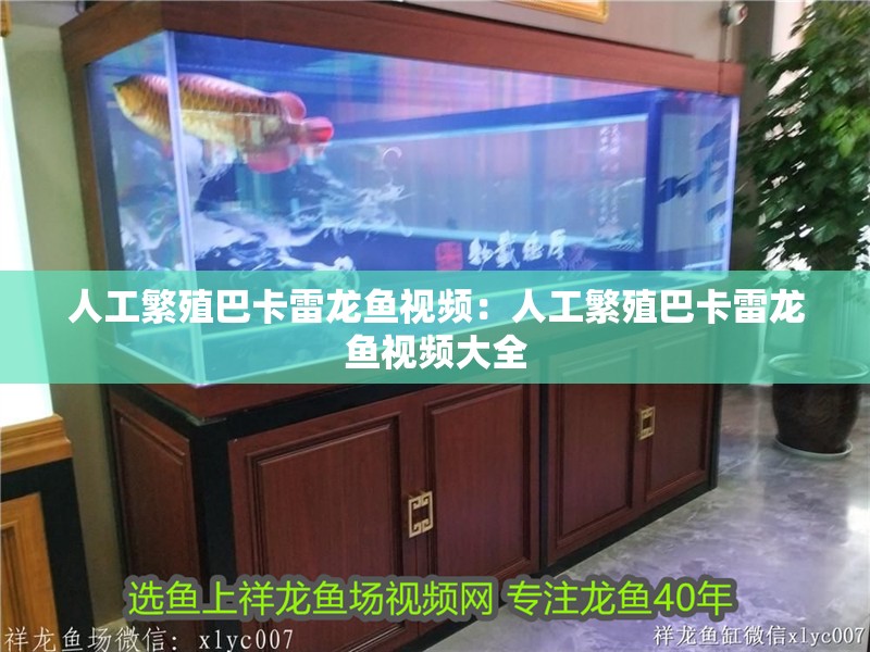 人工繁殖巴卡雷龍魚(yú)視頻：人工繁殖巴卡雷龍魚(yú)視頻大全