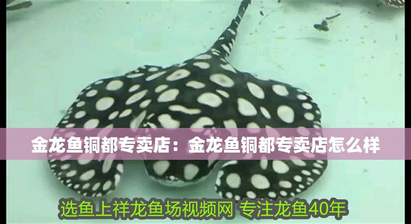 金龍魚銅都專賣店：金龍魚銅都專賣店怎么樣