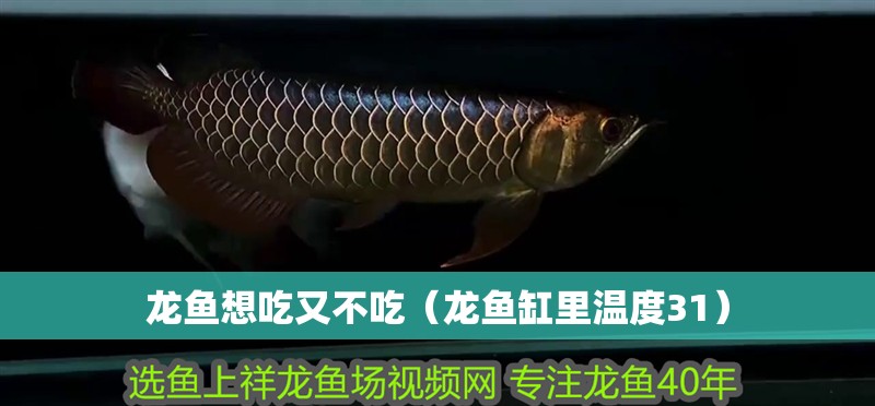 龍魚想吃又不吃（龍魚缸里溫度31）