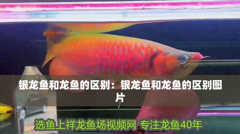 銀龍魚和龍魚的區別:銀龍魚和龍魚的區別圖片 水族問答 銀龍魚和龍魚的區別:銀龍魚和龍魚的區別圖片 銀龍魚和龍魚的區別:銀龍魚和龍魚的區別圖片 水族問答