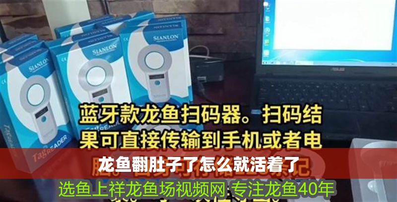 龍魚翻肚子了怎么就活著了