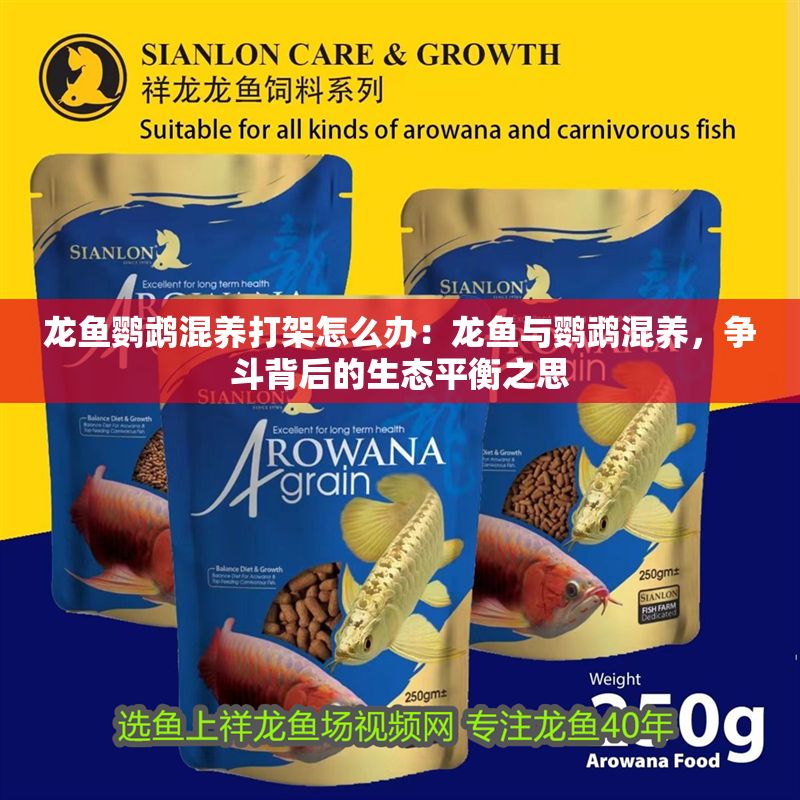 龍魚鸚鵡混養(yǎng)打架怎么辦：龍魚與鸚鵡混養(yǎng)，爭斗背后的生態(tài)平衡之思