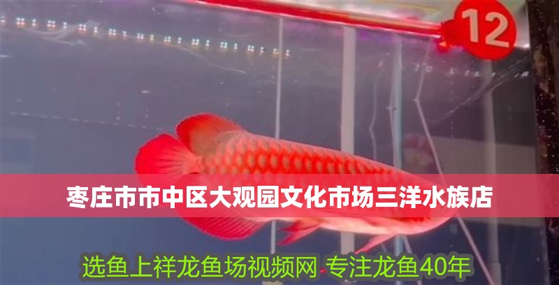 棗莊市市中區(qū)大觀園文化市場(chǎng)三洋水族店