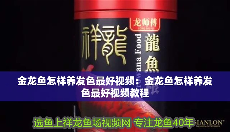 金龍魚怎樣養發色最好視頻：金龍魚怎樣養發色最好視頻教程