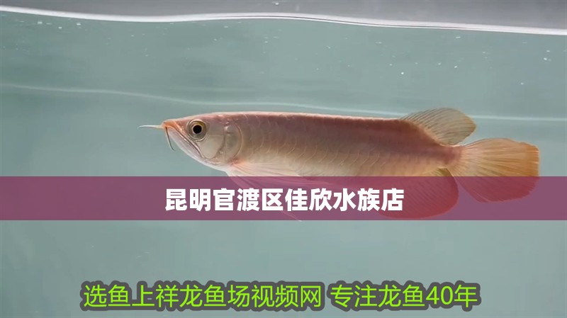 昆明官渡區(qū)佳欣水族店 昆明官渡區(qū)佳欣水族店 全國水族館企業(yè)名錄 第1張