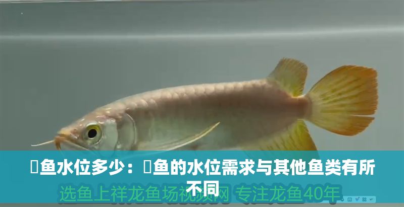 魟魚(yú)水位多少：魟魚(yú)的水位需求與其他魚(yú)類(lèi)有所不同