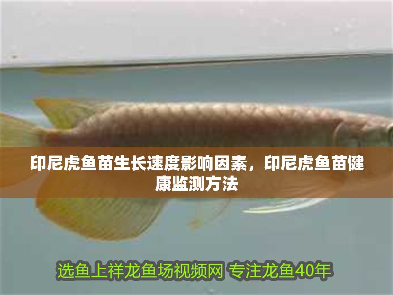 印尼虎魚苗生長速度影響因素，印尼虎魚苗健康監測方法