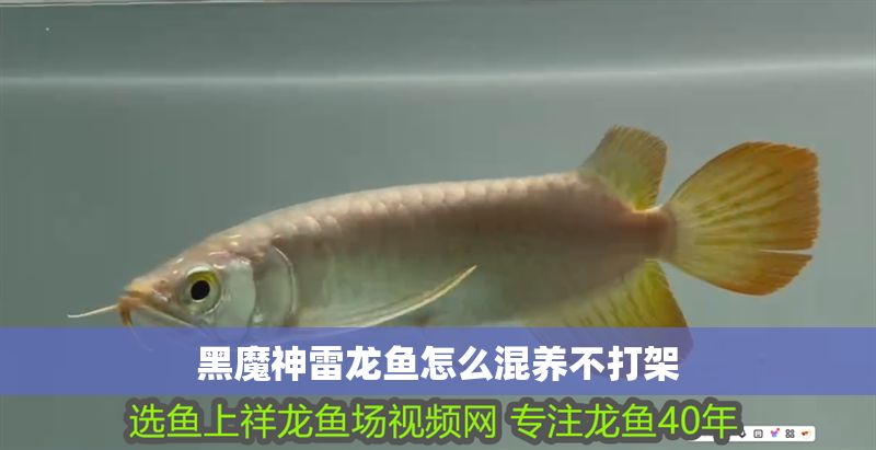 黑魔神雷龍魚怎么混養不打架