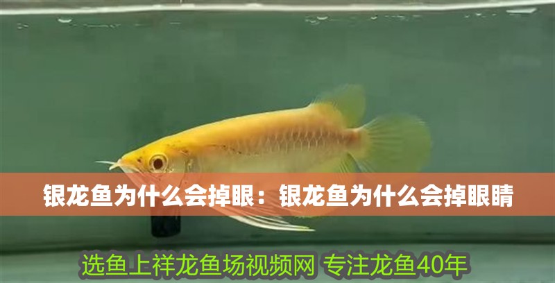 銀龍魚為什么會掉眼：銀龍魚為什么會掉眼睛