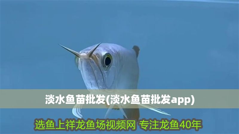 淡水魚苗批發(淡水魚苗批發app)