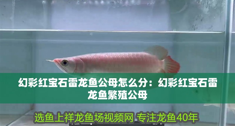 幻彩紅寶石雷龍魚公母怎么分：幻彩紅寶石雷龍魚繁殖公母
