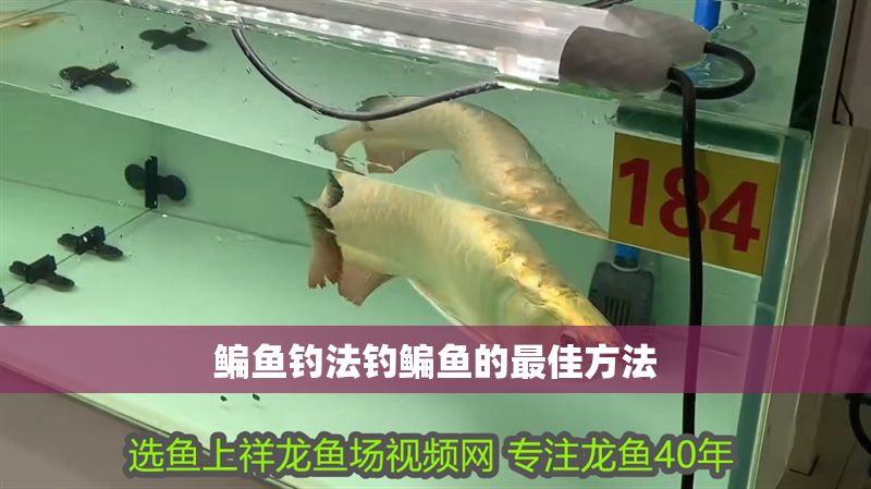 鳊魚釣法釣鳊魚的最佳方法