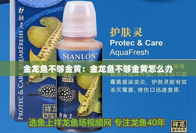 金龍魚不夠金黃：金龍魚不夠金黃怎么辦 金龍魚不夠金黃：金龍魚不夠金黃怎么辦 水族問答
