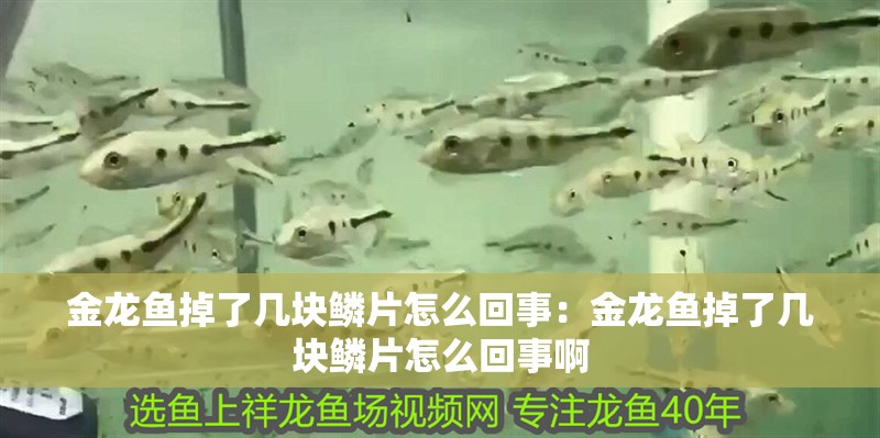 金龍魚掉了幾塊鱗片怎么回事：金龍魚掉了幾塊鱗片怎么回事啊
