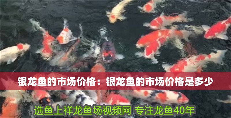 銀龍魚的市場價格：銀龍魚的市場價格是多少 銀龍魚的市場價格：銀龍魚的市場價格是多少 水族問答