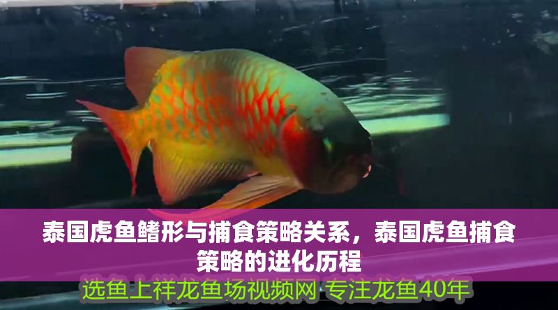 泰國虎魚鰭形與捕食策略關系，泰國虎魚捕食策略的進化歷程