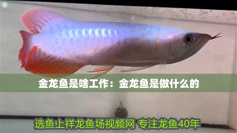 古典藍底過背金龍魚幼魚圖片(藍底過背16公分金龍魚飼養技巧)