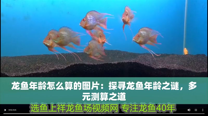 龍魚年齡怎么算的圖片：探尋龍魚年齡之謎，多元測(cè)算之道