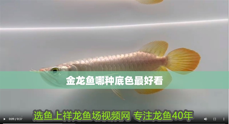 金龍魚哪種底色最好看
