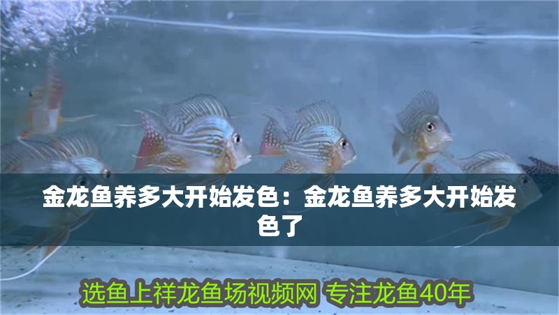 金龍魚養多大開始發色：金龍魚養多大開始發色了 金龍魚養多大開始發色：金龍魚養多大開始發色了 水族問答