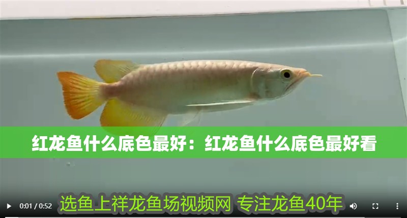 紅龍魚什么底色最好：紅龍魚什么底色最好看