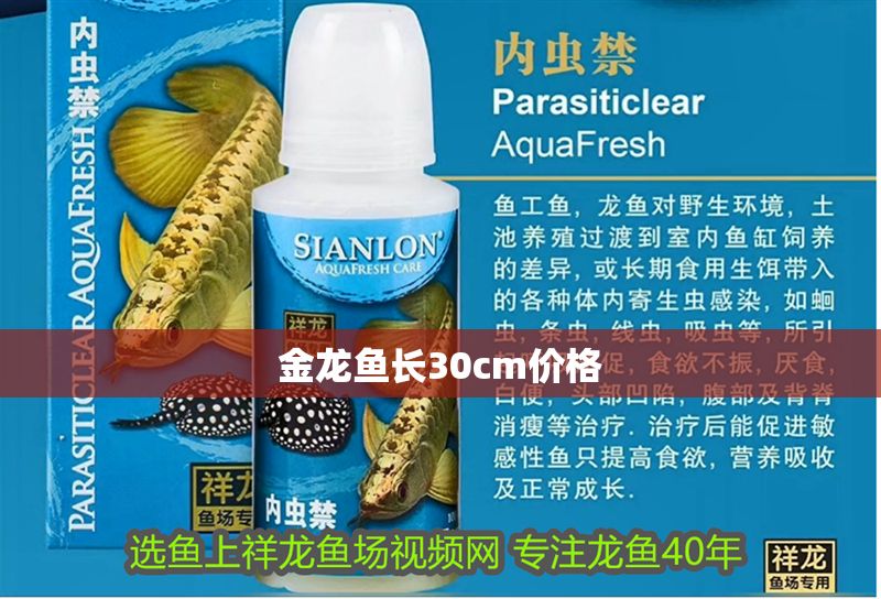 金龍魚長30cm價(jià)格