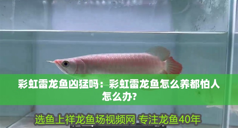 彩虹雷龍魚兇猛嗎：彩虹雷龍魚怎么養都怕人怎么辦?