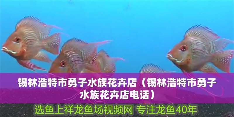 錫林浩特市勇子水族花卉店（錫林浩特市勇子水族花卉店電話） 錫林浩特市勇子水族花卉店（錫林浩特市勇子水族花卉店電話） 全國水族館企業(yè)名錄 第1張