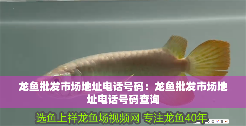 龍魚批發市場地址電話號碼：龍魚批發市場地址電話號碼查詢