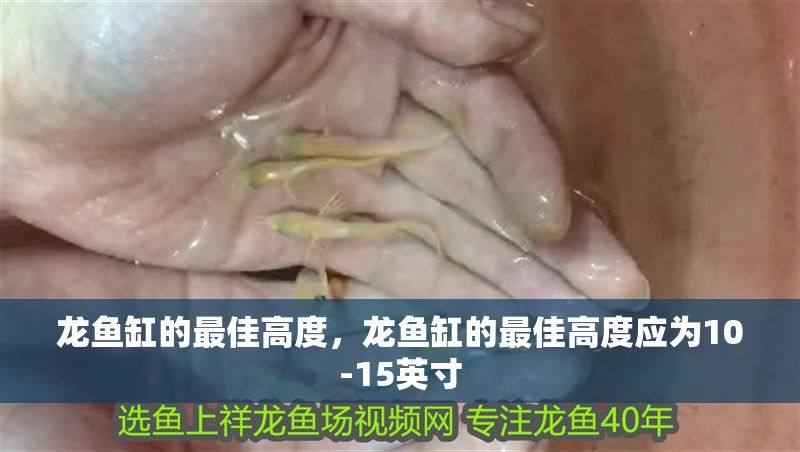 龍魚缸的最佳高度，龍魚缸的最佳高度應為10-15英寸