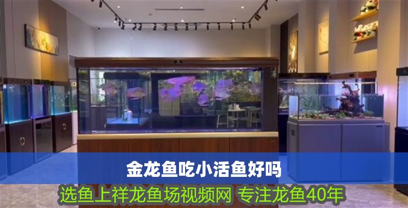 金龍魚吃小活魚好嗎