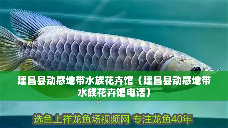 <strong><mark>建昌</mark></strong>縣動感地帶水族花卉館（<strong><mark>建昌</mark></strong>縣動感地帶水族花卉館電話）