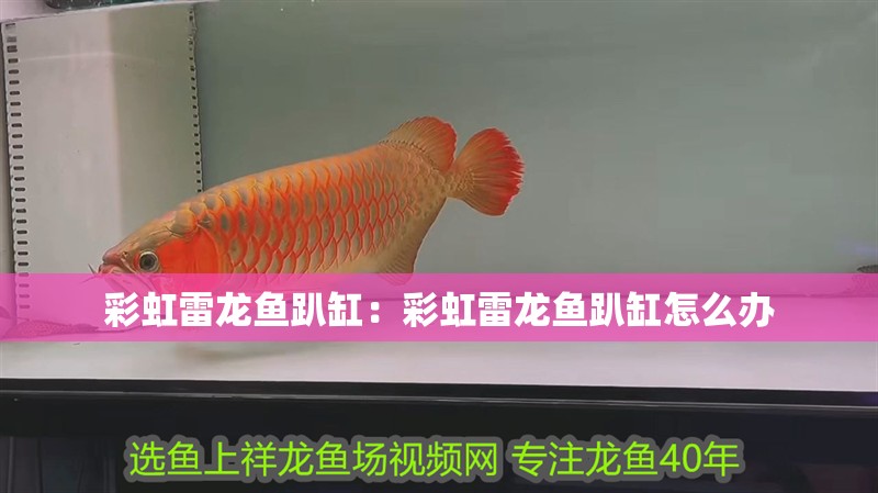 彩虹雷龍魚趴缸:彩虹雷龍魚趴缸怎么辦 水族問答 彩虹雷龍魚趴缸:彩虹雷龍魚趴缸怎么辦 彩虹雷龍魚趴缸:彩虹雷龍魚趴缸怎么辦 水族問答