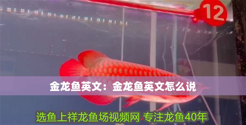 金龍魚英文：金龍魚英文怎么說