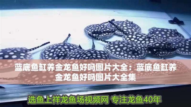魚缸放到哪里比較好(魚缸放哪兒比較好)