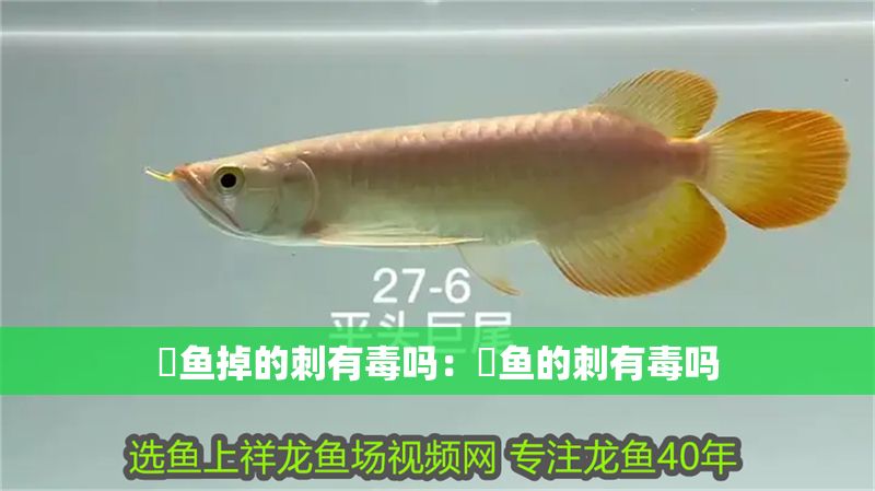 魟魚掉的刺有毒嗎：魟魚的刺有毒嗎