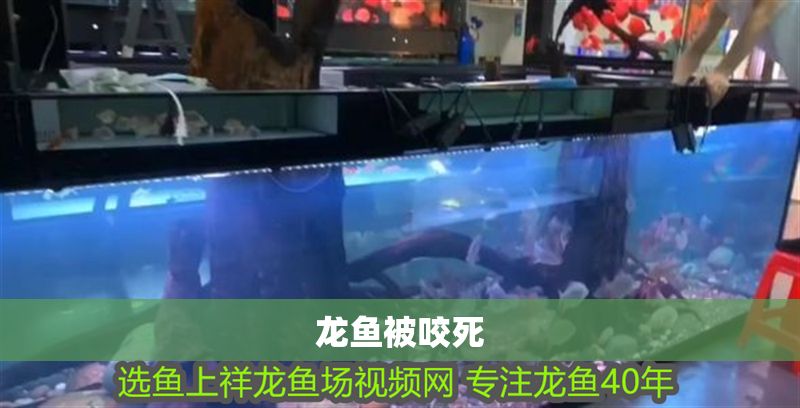 龍魚(yú)被咬死