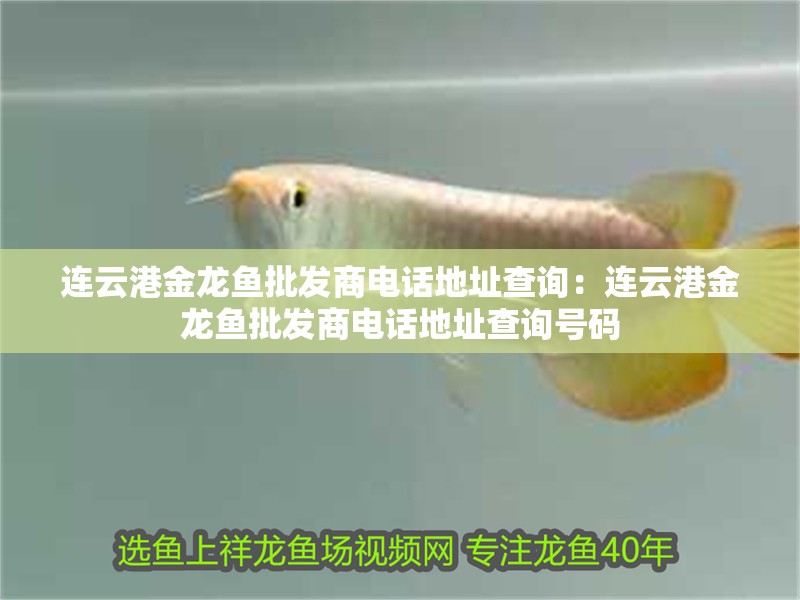 連云港金龍魚批發(fā)商電話地址查詢：連云港金龍魚批發(fā)商電話地址查詢號碼 連云港金龍魚批發(fā)商電話地址查詢：連云港金龍魚批發(fā)商電話地址查詢號碼 水族問答
