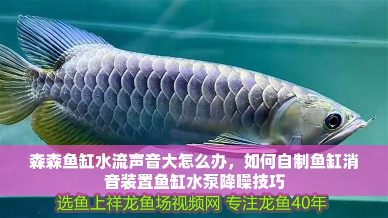 森森魚缸水流聲音大怎么辦，如何自制魚缸消音裝置魚缸水泵降噪技巧