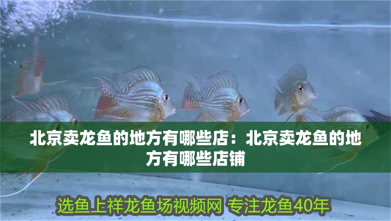 北京賣龍魚的地方有哪些店：北京賣龍魚的地方有哪些店鋪