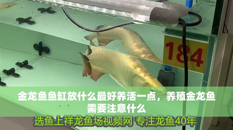 金龍魚魚缸放什么最好養活一點，養殖金龍魚需要注意什么