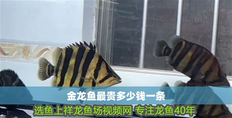 金龍魚最貴多少錢一條