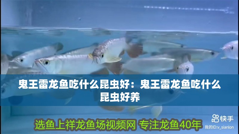 鬼王雷龍魚吃什么昆蟲好：鬼王雷龍魚吃什么昆蟲好養