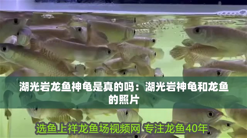 湖光巖龍魚神龜是真的嗎：湖光巖神龜和龍魚的照片