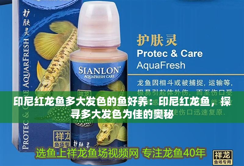 印尼紅龍魚多大發色的魚好養：印尼紅龍魚，探尋多大發色為佳的奧秘