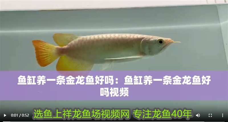 魚缸養一條金龍魚好嗎：魚缸養一條金龍魚好嗎視頻