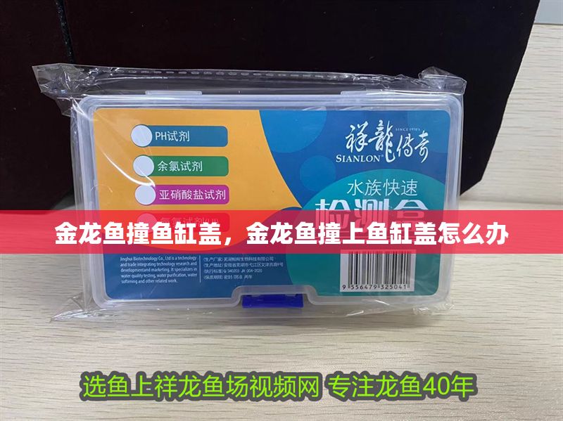 金龍魚撞魚缸蓋，金龍魚撞上魚缸蓋怎么辦